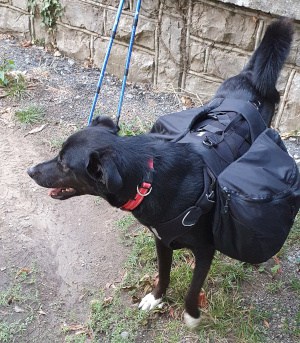 pets on a hiking trip